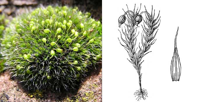 Гриммия подушковидная — Grimmia pulvinata