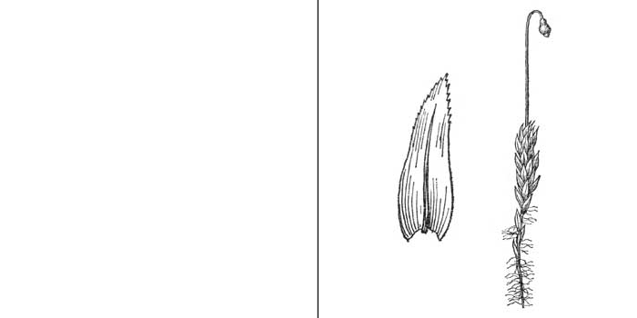 Мниобрий, или мниобриум
Валенберга, или беловатый — Мniobryum wahlenbergii