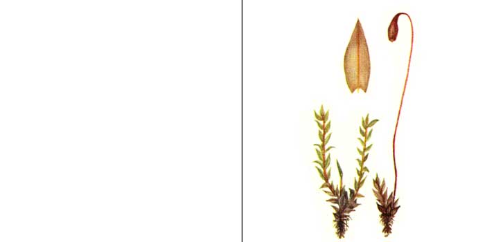 Брий, или бриум бледный — Вryum pollens