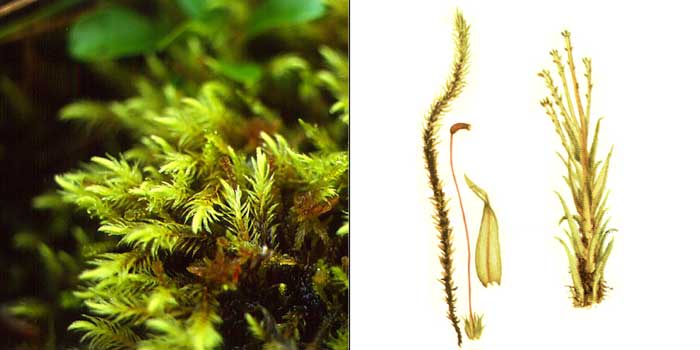 Аулакомний, или аулакомниум
болотный — Aulacomnium palustre