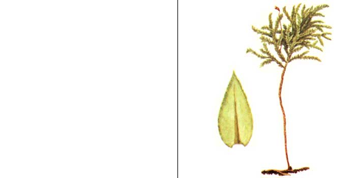 Тамний, или тамниум лисохвостый —
Thamnium alapecurum