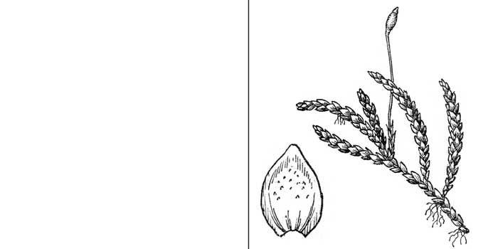 Миурелла сережчатая — Myurella julacea