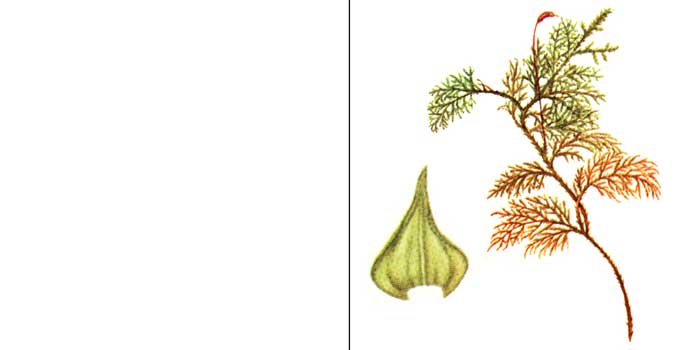 Туидий, или туидиум
тамарисколистный — Thuidium tamariscifolium