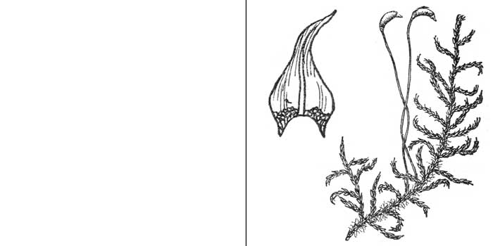 Кратонеур, или кратонеурум
папоротниковидный — Cratoneurum filicinum