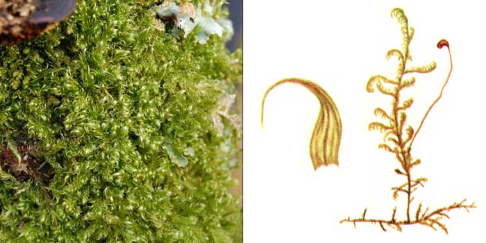 Дрепаноклад, или дрепанокладус
крючковатый, или саниония крючковатая — Drepanocladus
uncinatus