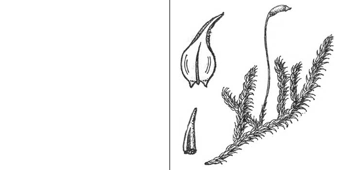 Гигрогипн, или гигрогипнум
грязно-желтый, или болотный — Hygrophypnum luridum
