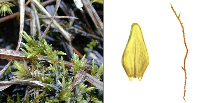 Каллиэргон соломенно-желтый —
Calliergon stramineum