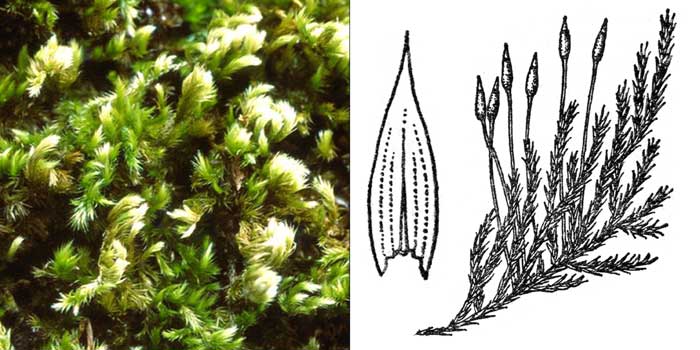Гомалотеций, или гомалотециум
шелковистый — Homalothecium sericeum