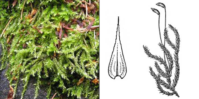 Брахитеций, или брахитециум
полевой — Brachythecium campestre