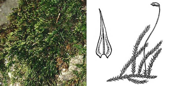 Брахитеций, или брахитециум
тополевый — Brachythecium populeum