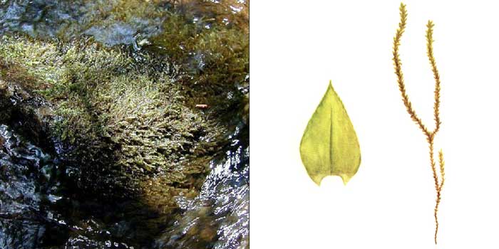 Ринхостегий, или ринхостегиум
береговидный, или иглицеподобный — Rhynchostegium
riparioides
