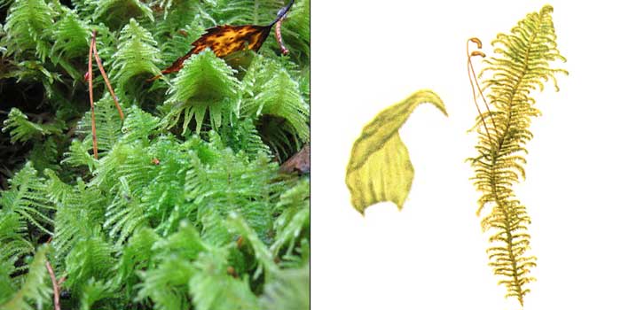 Птилий, или птилиум гребенчатый —
Ptilium crista-castrensis