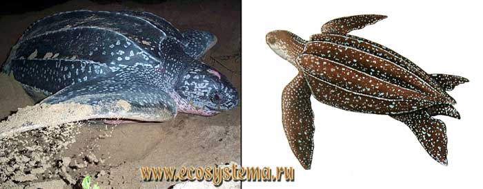 Кожистая черепаха - Dermochelys coriacea