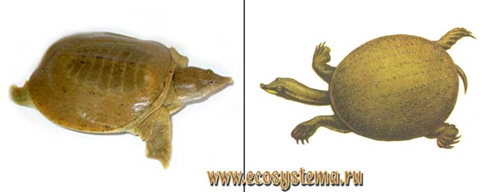 Дальневосточная черепаха - Pelodiscus
sinensis