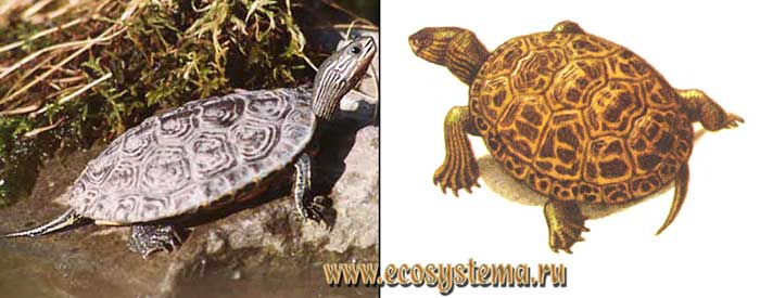 Каспийская черепаха - Mauremys caspica
