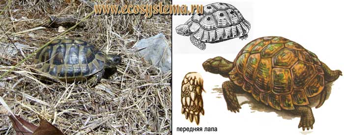 Средиземноморская черепаха - Testudo
graeca