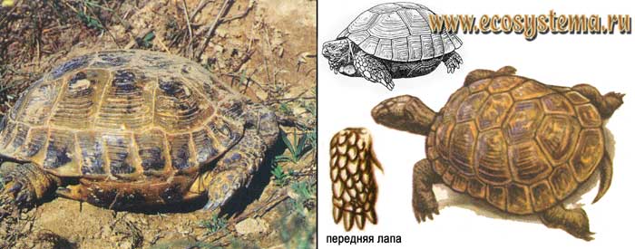 Среднеазиатская черепаха - Agrionemys
horsfieldii
