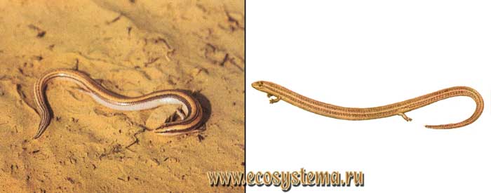 Туркменская змееящерица - Ophiomorus chernovi