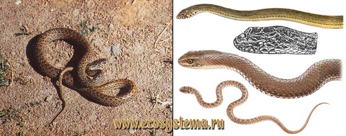 Ящеричная змея - Malpolon monspessulanus