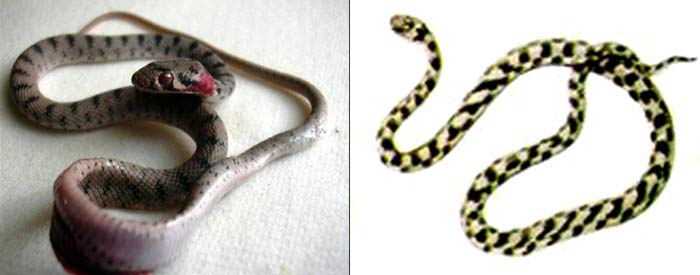 Иранская кошачья змея - Telescopus rhynopoma