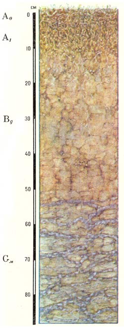 Профиль тундровых глеевых типичных почв