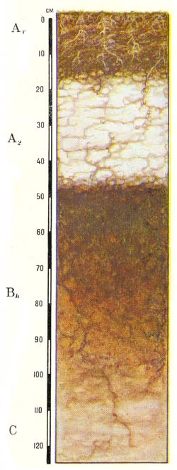 Профиль торфянисто-подзолистых грунтово-оглеенных почв