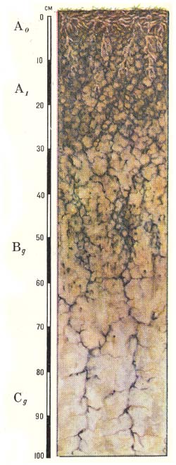 Профиль дерново-грунтово-глееватых почв