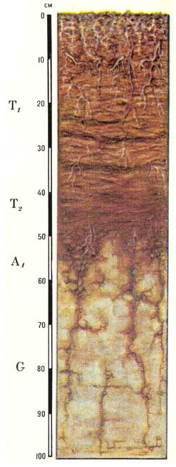 Профиль болотных низинных торфяно-глеевых почв