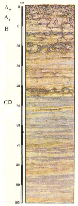 Профиль аллювиальных дерновых кислых слоистых почв