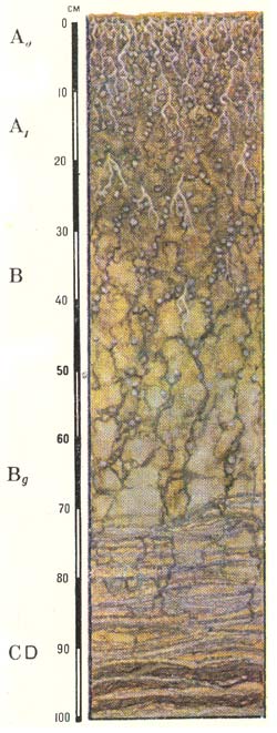 Профиль собственно аллювиальных луговых кислых почв