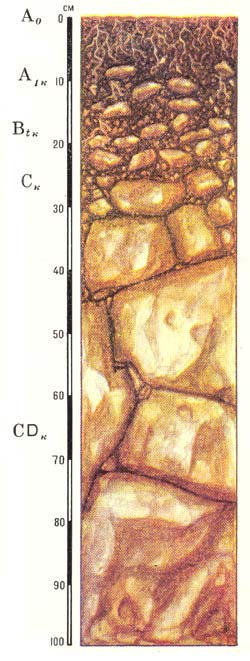 Профиль дерново-карбонатных типичных почв