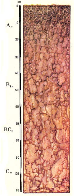 Профиль серо-коричневых обыкновенных почв