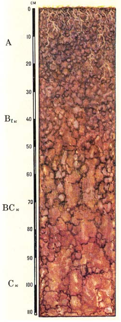 Профиль коричневых типичных почв