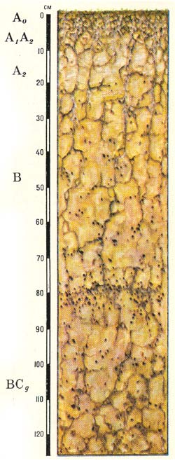 Профиль подзолисто-желтоземных глеевых почв