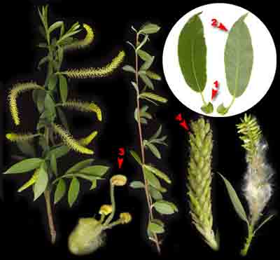 Ива трехтычинковая, или белолоз, белотал, лоза — Salix triandra L.