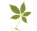 Виноград девичий пятилисточковый — Parthenocissus quinquefolia