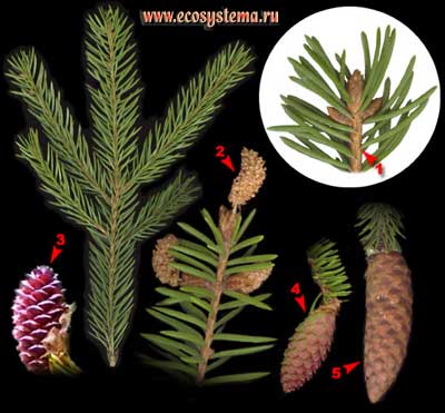 Ель европейская, или обыкновенная — Picea abies (L.) Karst. (P. excelsa (Lam.) Link)