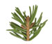 Ель обыкновенная — Picea abies