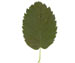 Ирга колосистая — Amelanchier spicata