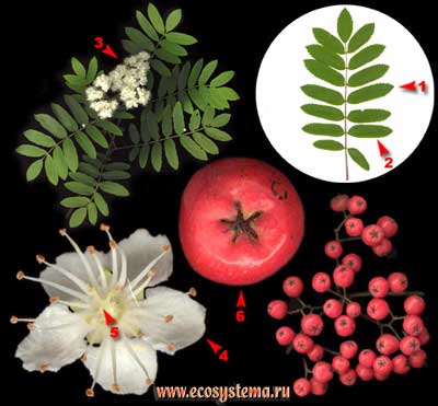 Рябина обыкновенная — Sorbus aucuparia L.