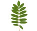 Рябина обыкновенная — Sorbus aucuparia