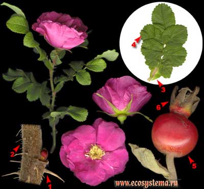 Шиповник морщинистый, или роза морщинистая — Rosa rugosa Thunb.