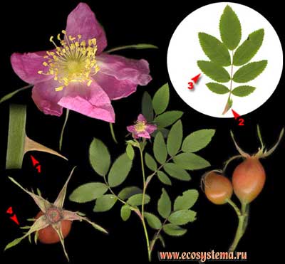 Шиповник собачий, или роза собачья — Rosa canina L. (R. ciliato-sepala Btocki)