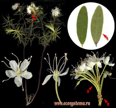 Багульник болотный — Ledum palustre L.