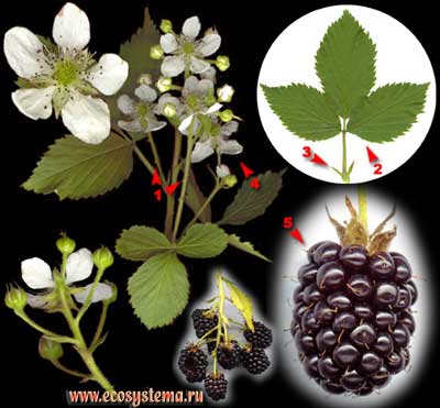 Ежевика сизая, или рубус сизый, или ожина — Rubus caesius L.