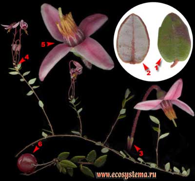 Клюква болотная — Oxycoccus palustris Pers. (Oxycoccus quadripetalus Gilib., Vaccinium oxycoccos L.)