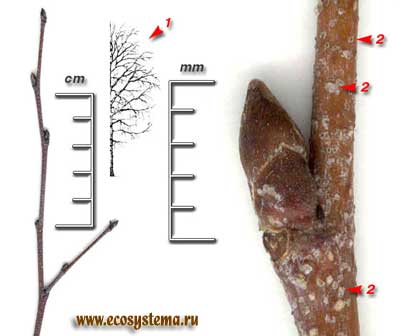 Берёза бородавчатая, или повислая — Betula pendula Roth (Вetula verrucosa Ehrh.)