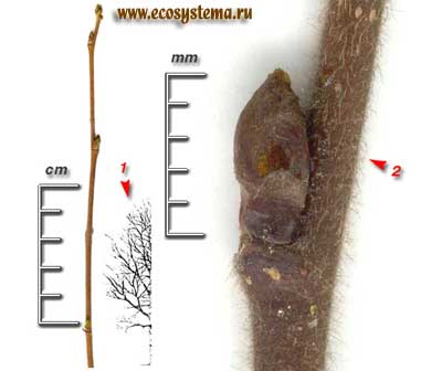 Берёза пушистая — Betula pubescens Ehrh.