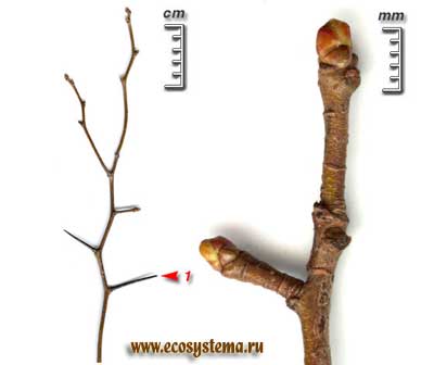 Боярышник обыкновенный, или колючий — Crataegus oxyacantha L.