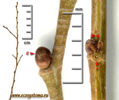 Вяз приземистый, или низкий — Ulmus pumila L. (U. pinnato-ramosa Dieck ex Koehne)